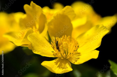 Marsh Marigold in the woods in spring  Caltha palustris  flowers  selective focus  macro