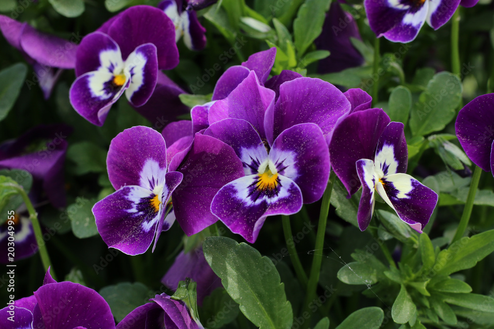Fototapeta premium Pansies bloom in spring