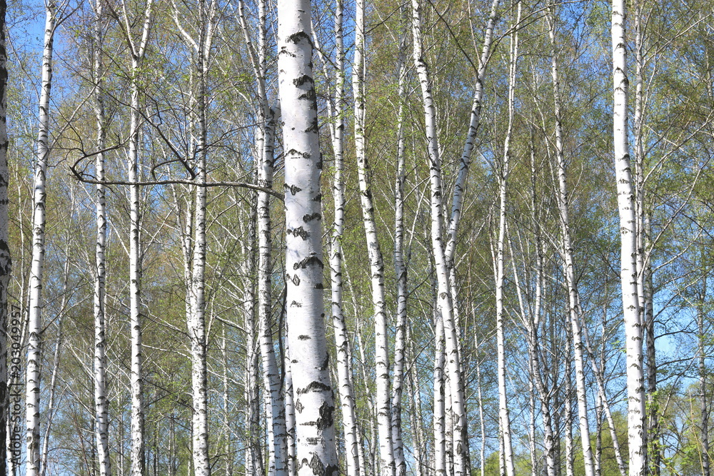 Fototapeta premium birch trees with white bark in spring in birch grove