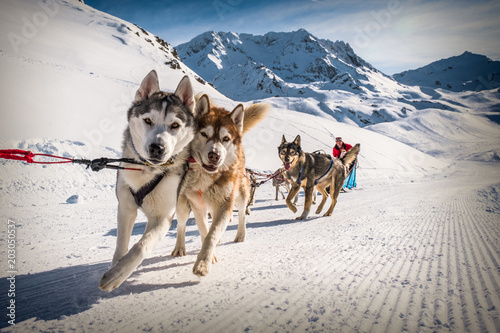 Sled dogs near Val Thorens ski resort in France, Europe photo