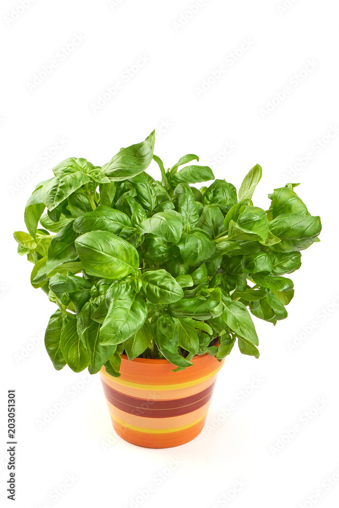 Close up studio shot of fresh green basil herb leaves isolated on white background. Sweet Genovese basil. Close up studio shot of fresh green basil herb leaves isolated on white background. Sweet Genovese basil.