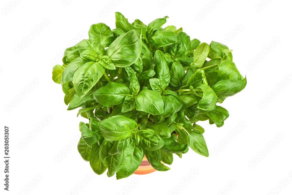 Close up studio shot of fresh green basil herb leaves isolated on white background. Sweet Genovese basil. Close up studio shot of fresh green basil herb leaves isolated on white background. Sweet Genovese basil.