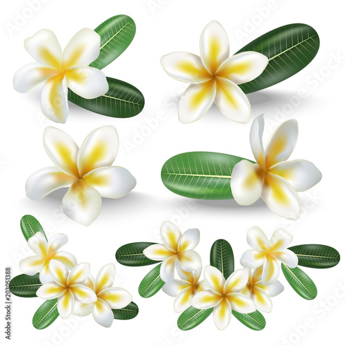 Realistic Detailed 3d Frangipani Flowers Set. Vector