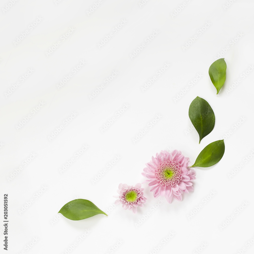Pink flowers and leaves on white background with empty space. Cute feminine and spring image. Floral frame. Flat lay, top view