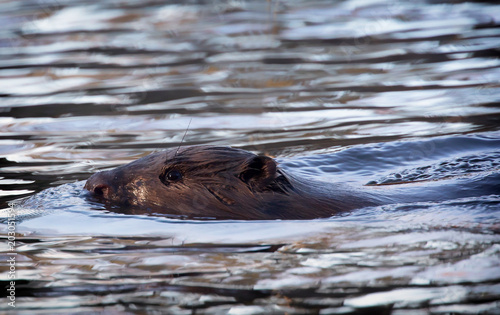  Swimming beaver, Beaver (Castoridae) © svenaw