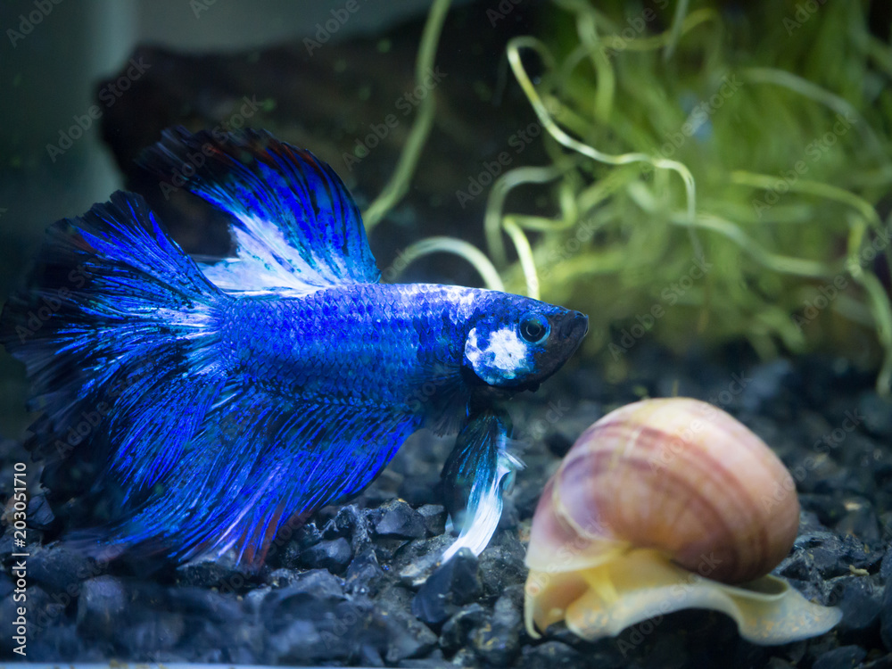 blue half moon Siamese fighting fish in a fish tank blue half moon Siamese fighting fish in a fish tank