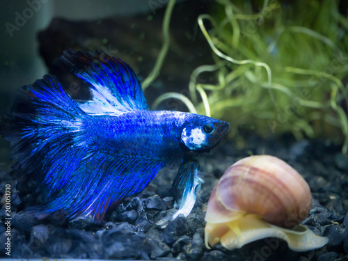  blue half moon Siamese fighting fish in a fish tank