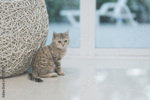 Fototapeta Naklejka Na Ścianę i Meble -  cute kitten sitting and looking at camera