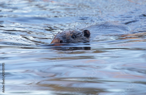 Beaver (Castoridae) swimming beaver