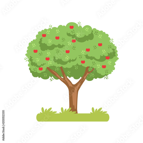 Apple tree, apple harvest vector Illustration on a white background