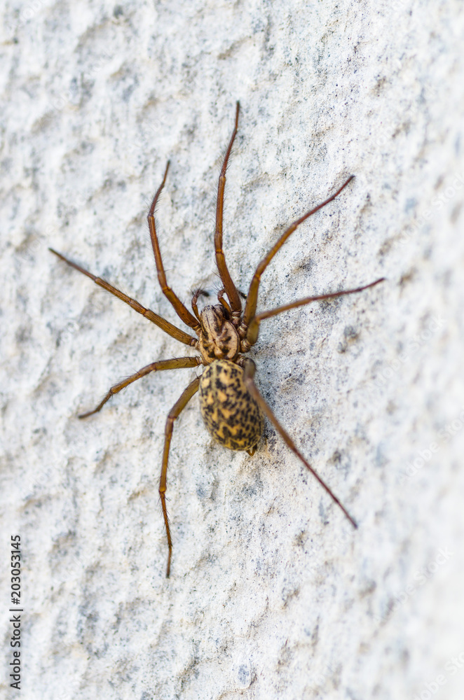 brown scary spider predator insect on a light background in the wild, close-up beautiful spooky spider brown scary spider predator insect on a light background in the wild, close-up beautiful spooky spider