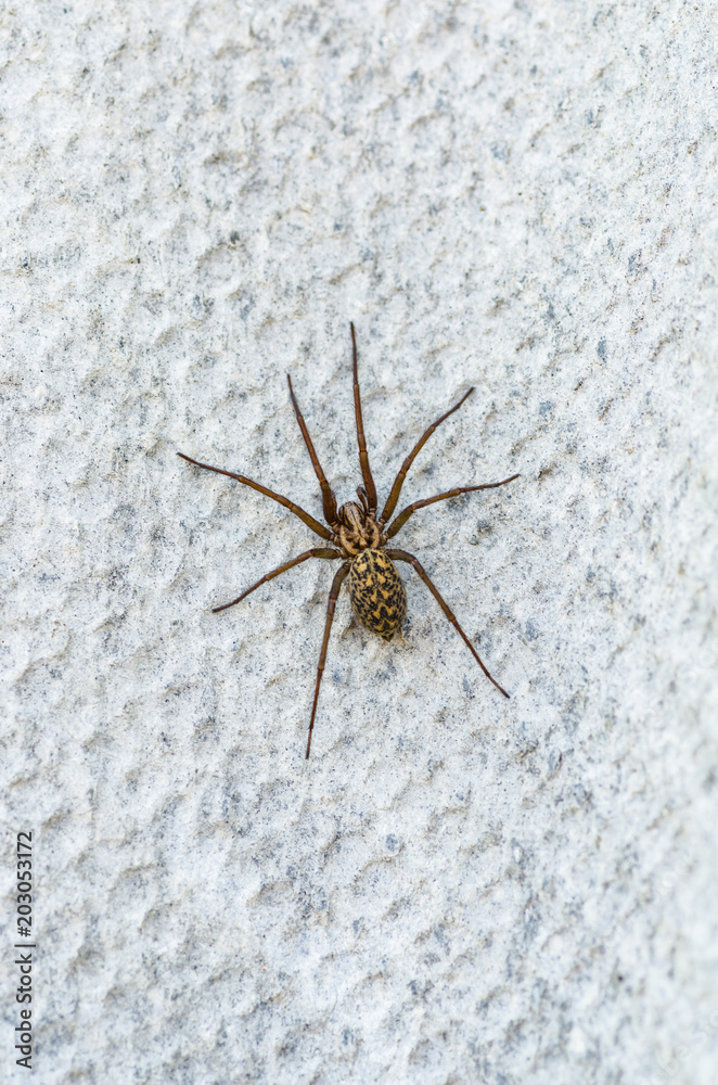 brown scary spider predator insect on a light background in the wild, close-up beautiful spooky spider brown scary spider predator insect on a light background in the wild, close-up beautiful spooky spider