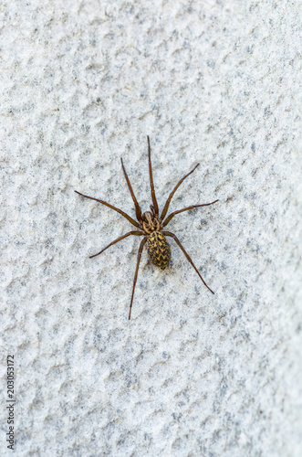 brown scary spider predator insect on a light background in the wild, close-up beautiful spooky spider