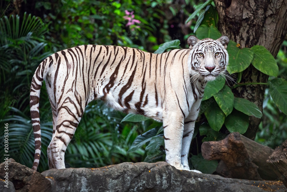 Fototapeta premium Asian white tigers stand on rocks in the natural atmosphere of the zoo.