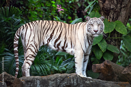 Asian white tigers stand on rocks in the natural atmosphere of the zoo.