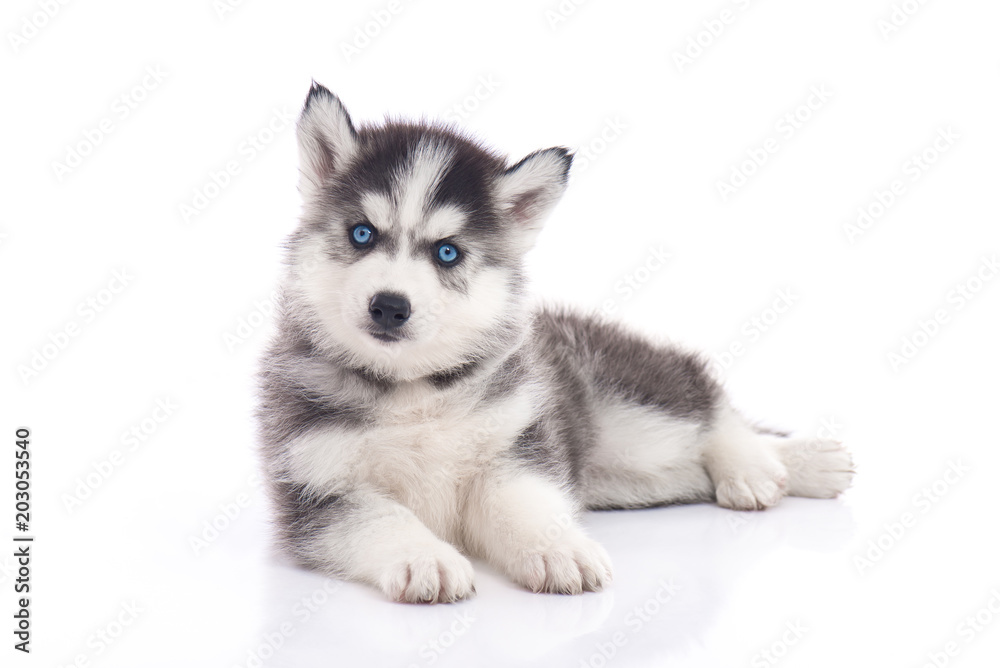 siberian husky puppy sitting on white background isolated