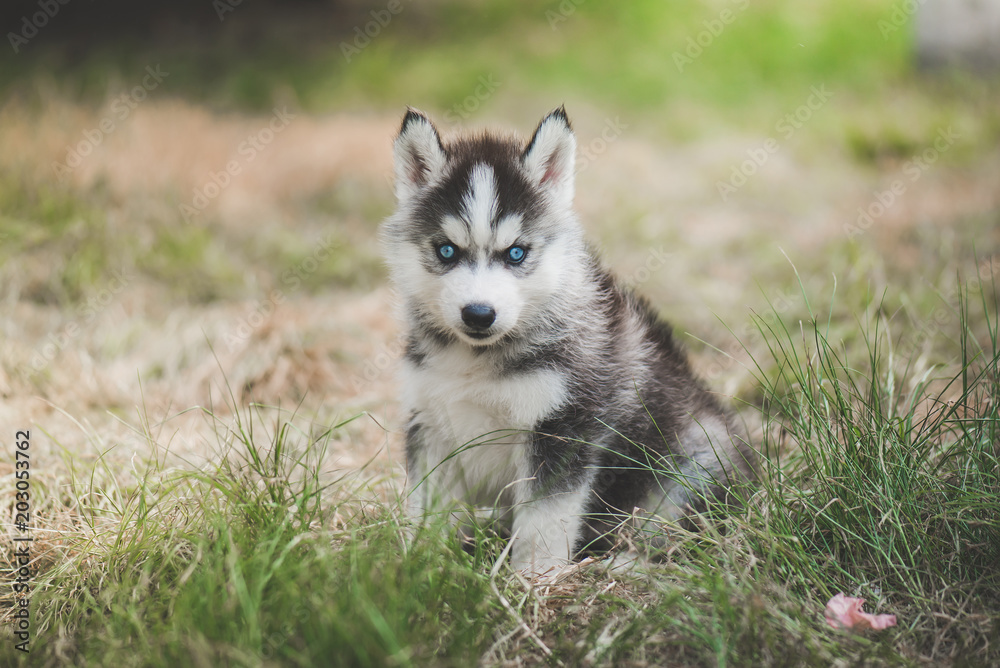 siberian husky puppy on grass