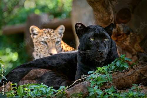 Panther or leopard in natural atmosphere.
