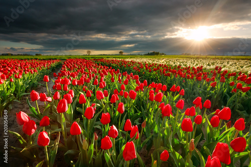 sunshine over red tulip field in spring