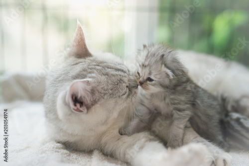 cat kissing her kitten with love