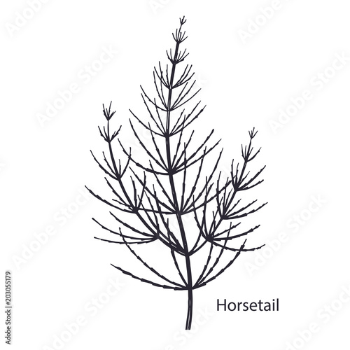 Medical plant Horsetail. photo