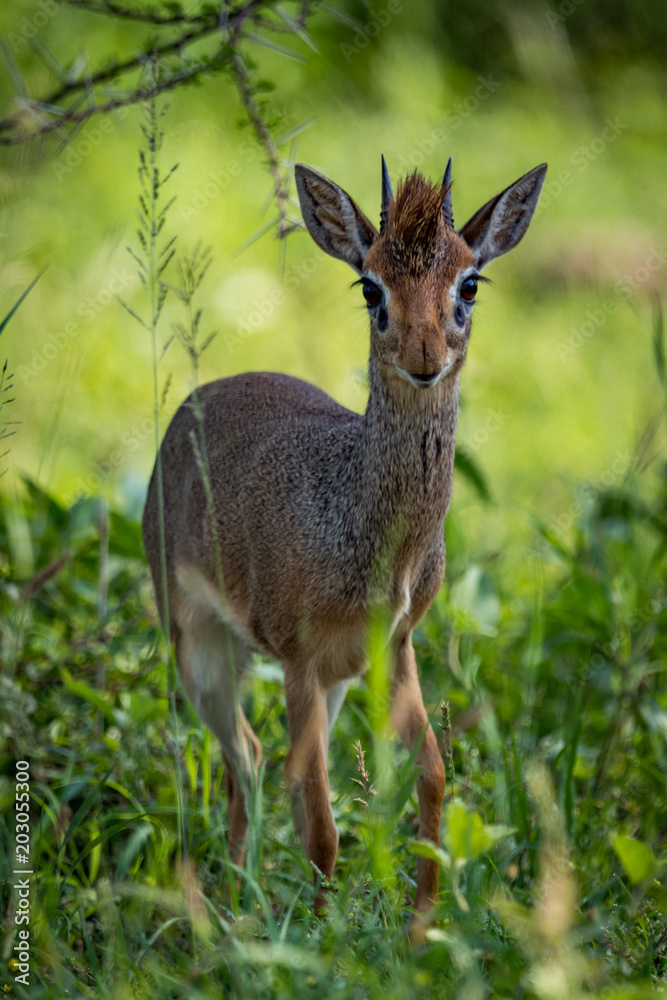 Kirk dik-dik standing in grass facing camera Kirk dik-dik standing in grass facing camera