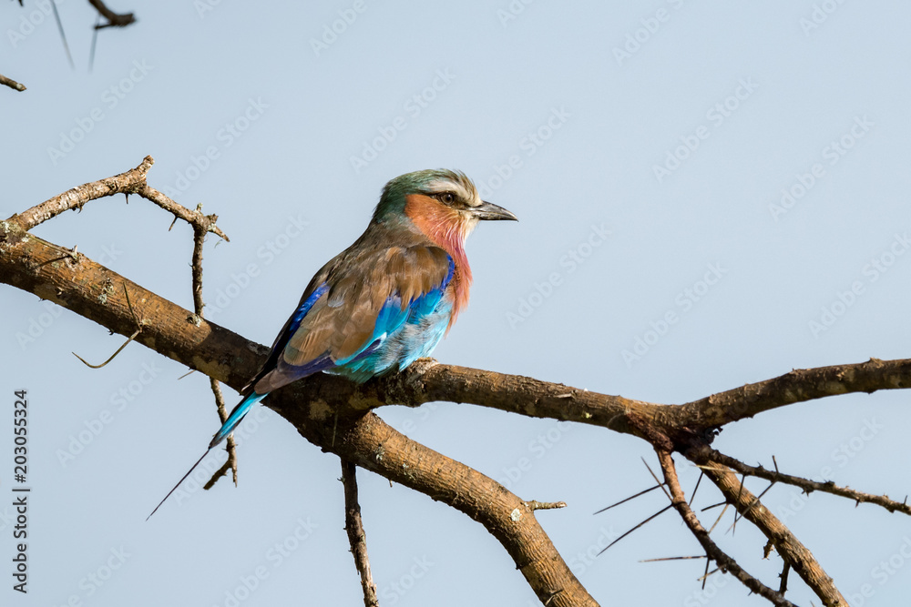 Lilac-breasted roller perched on thorny acacia branch