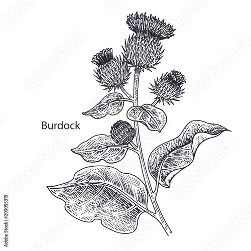 Medical plant Burdock.
