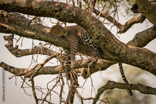 Leopard sleeping on shady branch of tree