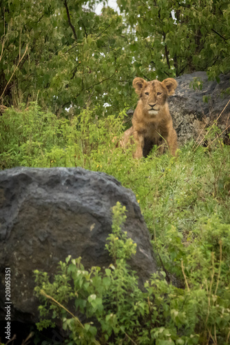 Lion cub sits between rocks in bushes