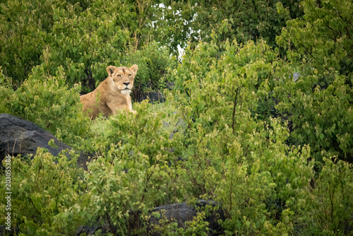 Fototapeta Naklejka Na Ścianę i Meble -  Lioness lies on rocky mound with bushes