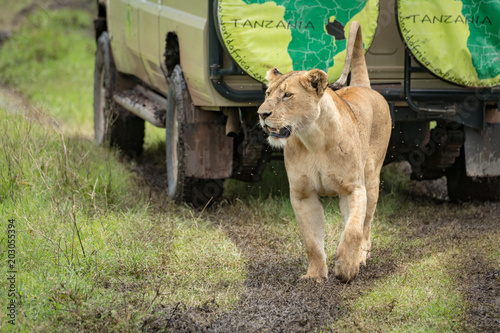 Fototapeta Naklejka Na Ścianę i Meble -  Lioness lifts head while passing parked jeep