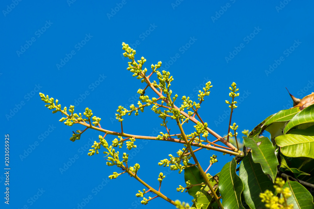 Obraz premium Mango flower with blue sky.