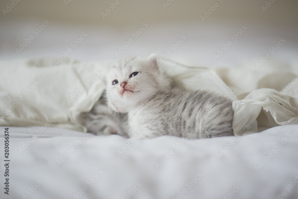 kittens sleeping on white bed