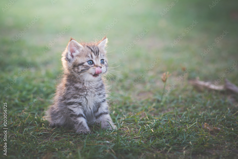 kitten sitting in the garden under sunlight