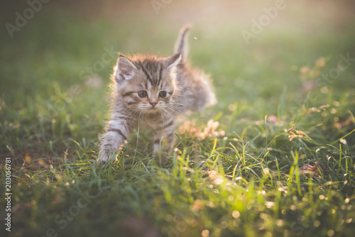 Fototapeta Naklejka Na Ścianę i Meble -  kitten playing in the garden
