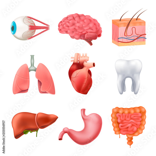 Human Organs Anatomy Realistic Set