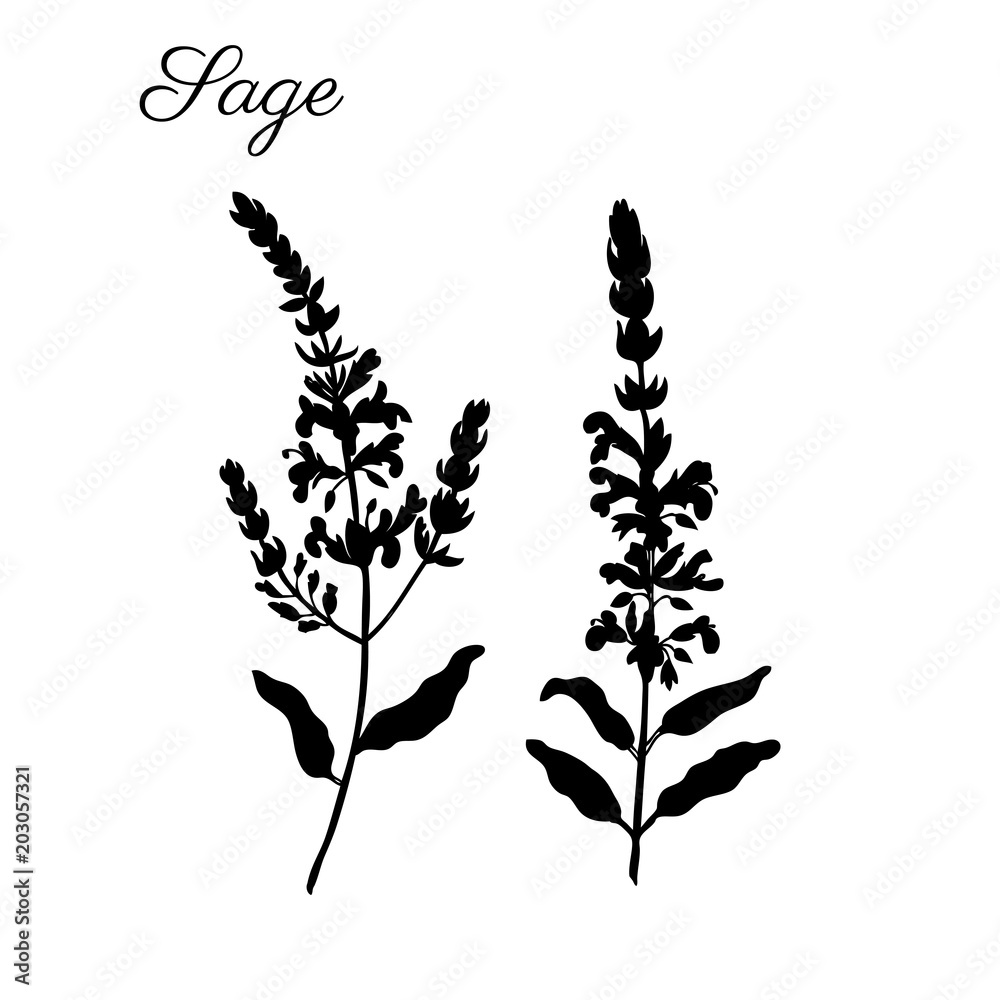 Sage flowers vector isolated on white background, Hand drawn healing herbs, silhouette illustration salvia officinalis, design plant for cosmetic, beauty salon, package tea, medicine, organic food Sage flowers vector isolated on white background, Hand drawn healing herbs, silhouette illustration salvia officinalis, design plant for cosmetic, beauty salon, package tea, medicine, organic food