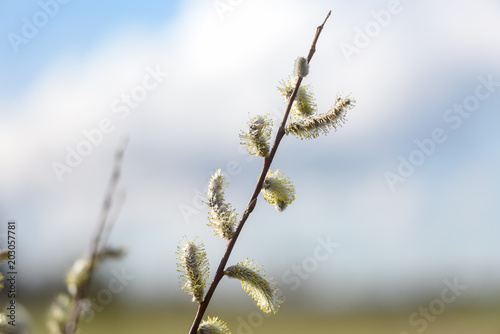 Branch of flowering willow against the sky © kulkann
