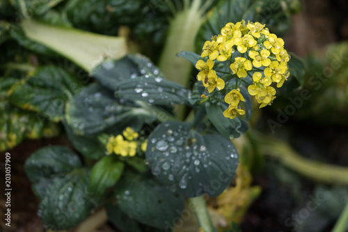 Flower in Rain
