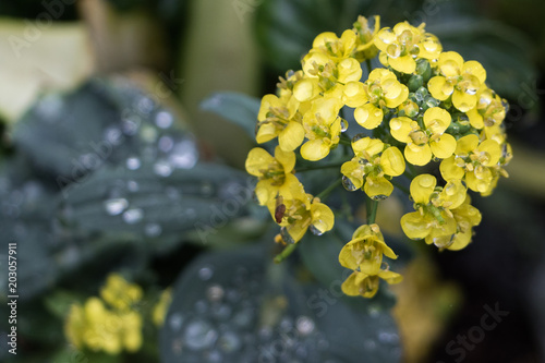 Yellow flowers in the rain