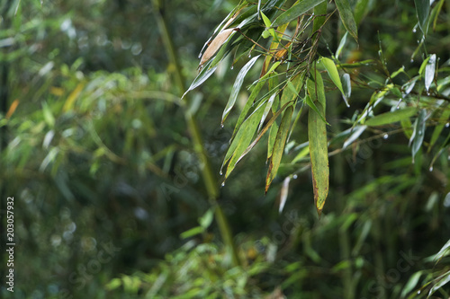 Bamboo in Rain