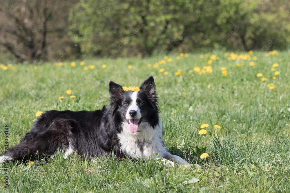 Smiling Border Collie with a wreath of dandelion on the head is lying at the blossoming dandelion meadow and is looking at the camera.