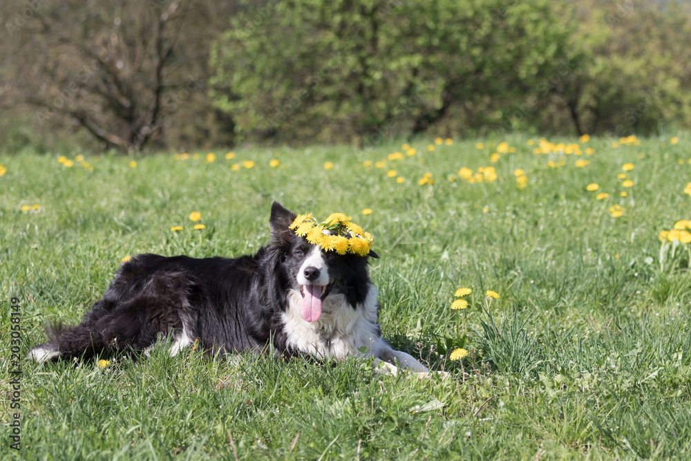 Funny Border Collie with a wreath of dandelion on the head is lying at the blossoming dandelion meadow and looking at the camera. Funny Border Collie with a wreath of dandelion on the head is lying at the blossoming dandelion meadow and looking at the camera.