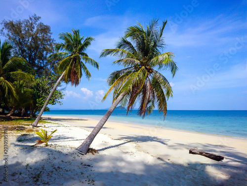 Fototapeta Naklejka Na Ścianę i Meble -  Coconut tree on Koh Bulone beach, Satun Thailand