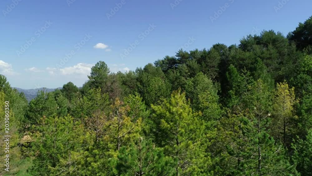 Aerial views of trees Aerial views of trees