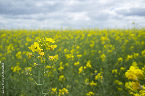 Rapeseed blossoms detail