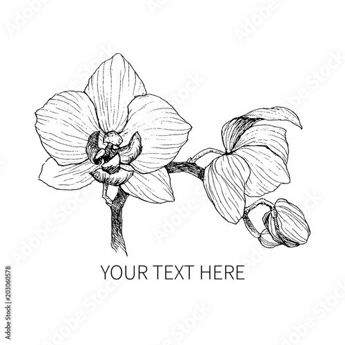 Hand drawn black outline orchid on a white background isolated. Highly detailed vector illustration. Beautiful exotic flower. Cymbidium for your logo, composition, design.