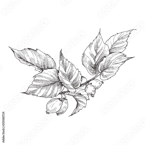 Hip rose buds, berry and branches. Vintage botanical engraved illustration. Vector hand drawn natural elements. Sketch style.