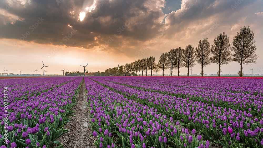 Obraz premium sunset tulip 03